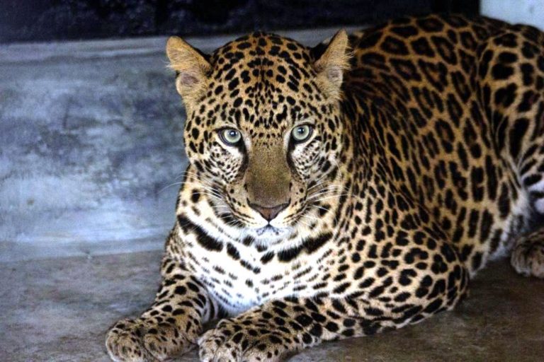 Por primera vez en Perú: presentan a pareja de leopardos en el Parque de las Leyendas