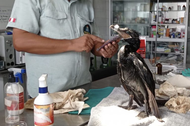 Animales afectados por derrame de petróleo ya son asistidos en el Parque de las Leyendas