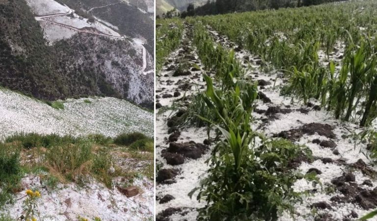 Varias hectáreas de cultivo en Paucartambo se vieron afectadas por la intensa granizada