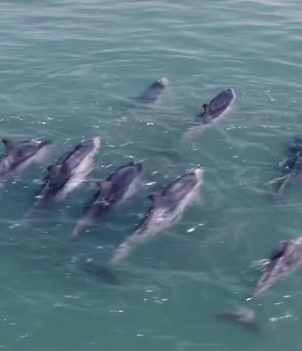 Captan a grupo de delfines en playa Boca del Río