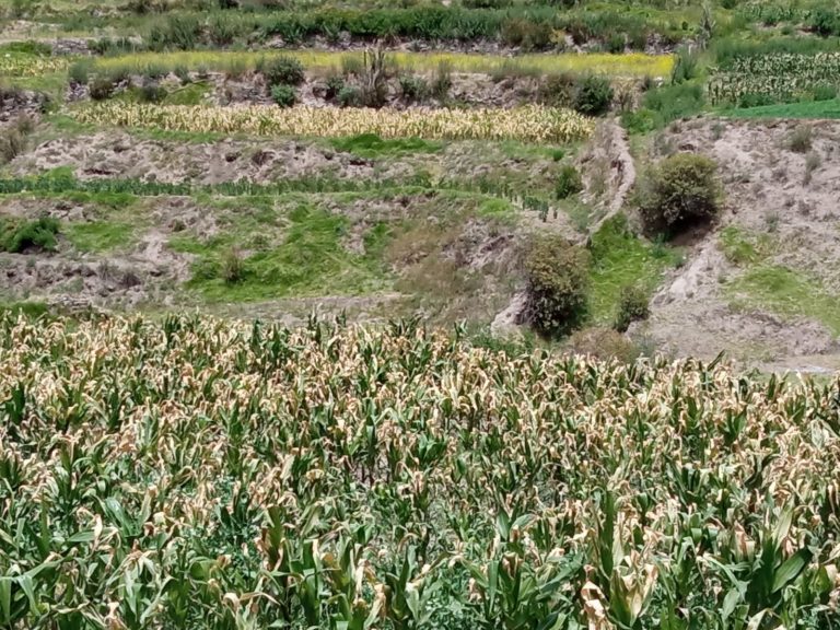 Heladas y ausencia de lluvias afectan cultivos en el valle del Colca