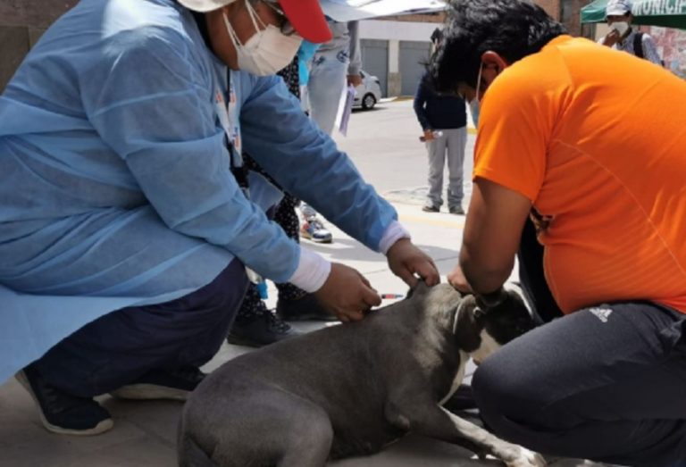 Quequeña: Vacunación canina casa por casa este fin de semana