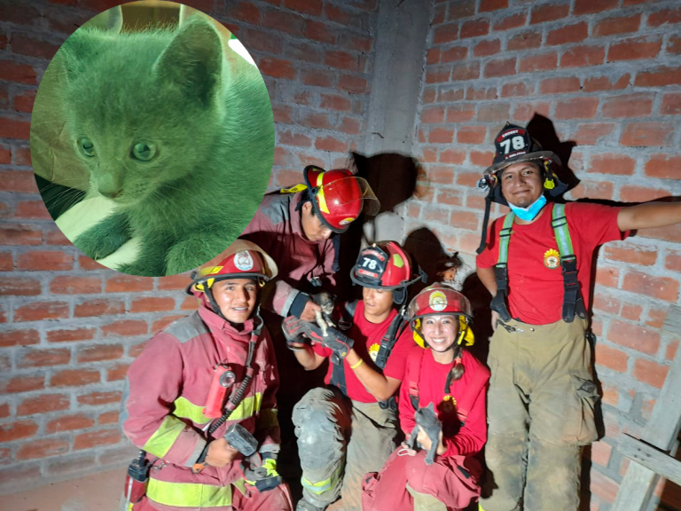 Paucarpata: Bomberos rescatan a gatitos que quedaron atrapados entre muros