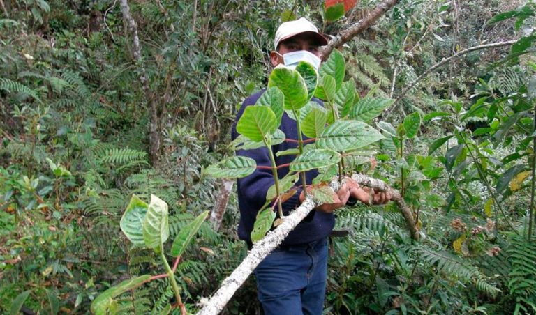 Sembrarán cerca de 250 000 árboles de quina en el Santuario de Machu Picchu