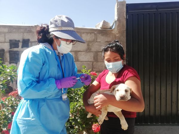 Este fin de semana continúa vacunación canina antirrábica en Cayma