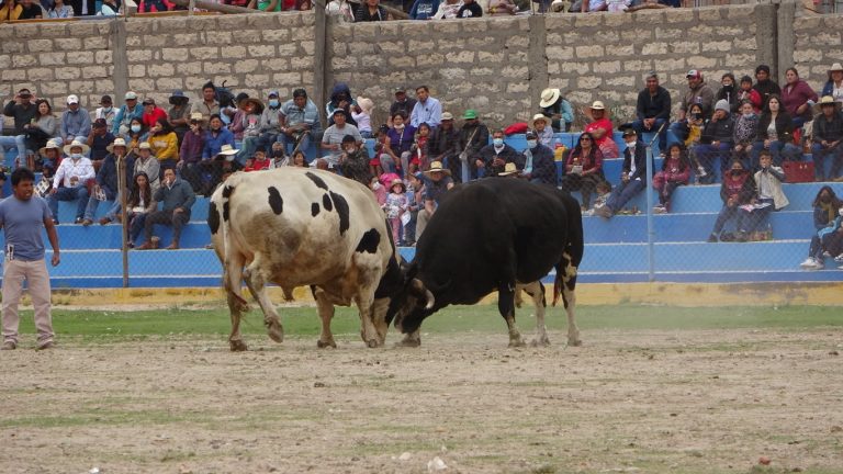 Vídeos: Mira AQUÍ todas las peleas de toros del miércoles de ceniza en Cayma