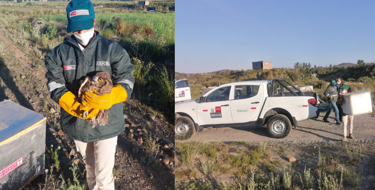 Cerro Colorado: Liberan a búho que habría sido entrenado para cazar aves silvestres