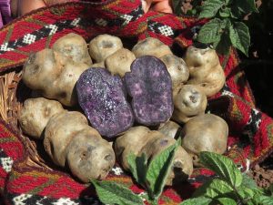 El Instituto Nacional de Calidad estableció diferentes estándares para procesar cada tipo de tubérculo peruano que exista.