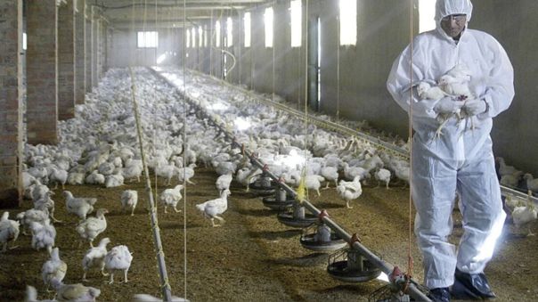 Francia: Sacrifican 16 000 000 de aves para prevenir  la epidemia de gripe aviar