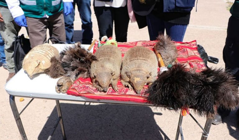 Feria de Alasitas: Decomisan animales disecados puestos en venta