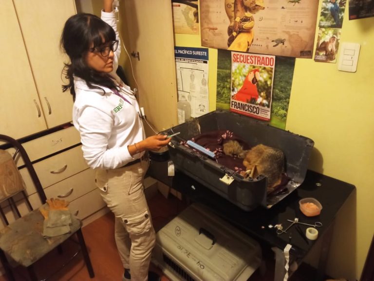 Arequipa: SERFOR recupera a zorro andino encontrado en el Pedregal