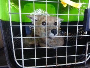 En menos de 10 días, un nuevo zorro andino fue recuperado SERFOR