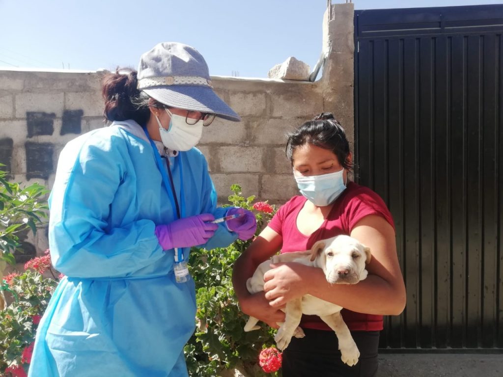 La campaña “Cien por ciento de vacunación, cero rabia canina” busca la inmunización de los más de 20 mil canes del distrito caymeño.