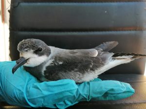 La golondrina de la tempestad del collar es el ave marina más pequeña del planeta.