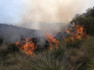 En el 2021, se han registrado más casos de Incendios Forestales durante los días festivos por los campamentos asistentes.