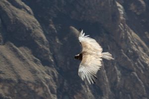 Censo del Cóndor Andino se realizó por primera vez en la ciudad de Arequipa y en el Perú