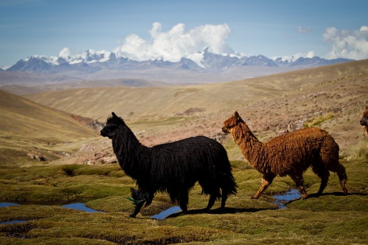 Día Nacional de la Alpaca: Fibra de oro de los Andes