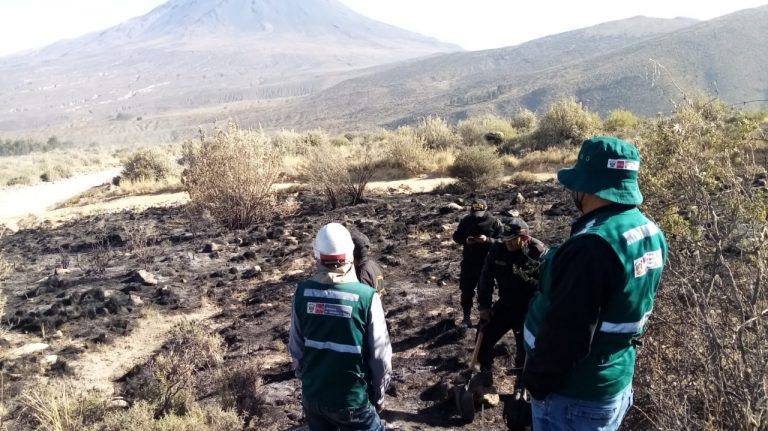SERFOR logra liquidar incendio forestal en Chiguata
