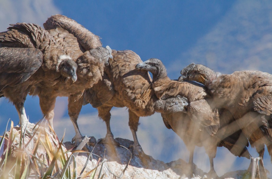 Se establecerán seis puntos de observación identificados en toda la región arequipeña para los especialistas.