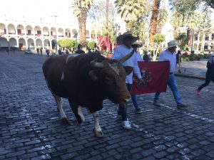 El toro Jeremías saludó a Arequipa por su 482° aniversario