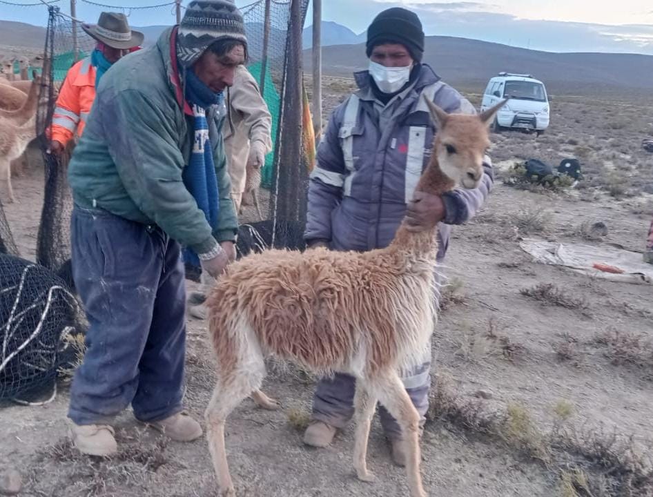 Arequipa: Especialistas detectan vicuña con características anormales