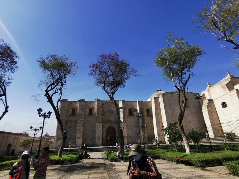 MPA tras poda de árboles en Plaza San Francisco: “La idea es controlar y trabajar una buena forma del árbol”