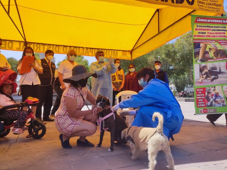 Cerro Colorado: Campaña de vacunación canina antirrábica se realizará durante 17 días