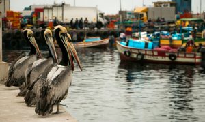 Alerta epidemiológica por influenza Aviar