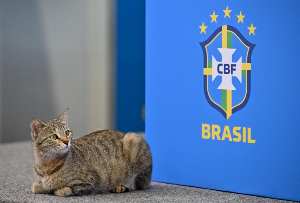 Hexa es el nombre del gato que fue arrojado fuera de la mesa de conferencia de prensa por el jefe de prensa de la Confederación Brasileña de Fútbol.