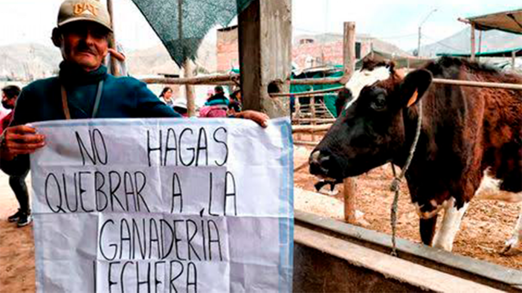 Ganaderos de leche en Majes