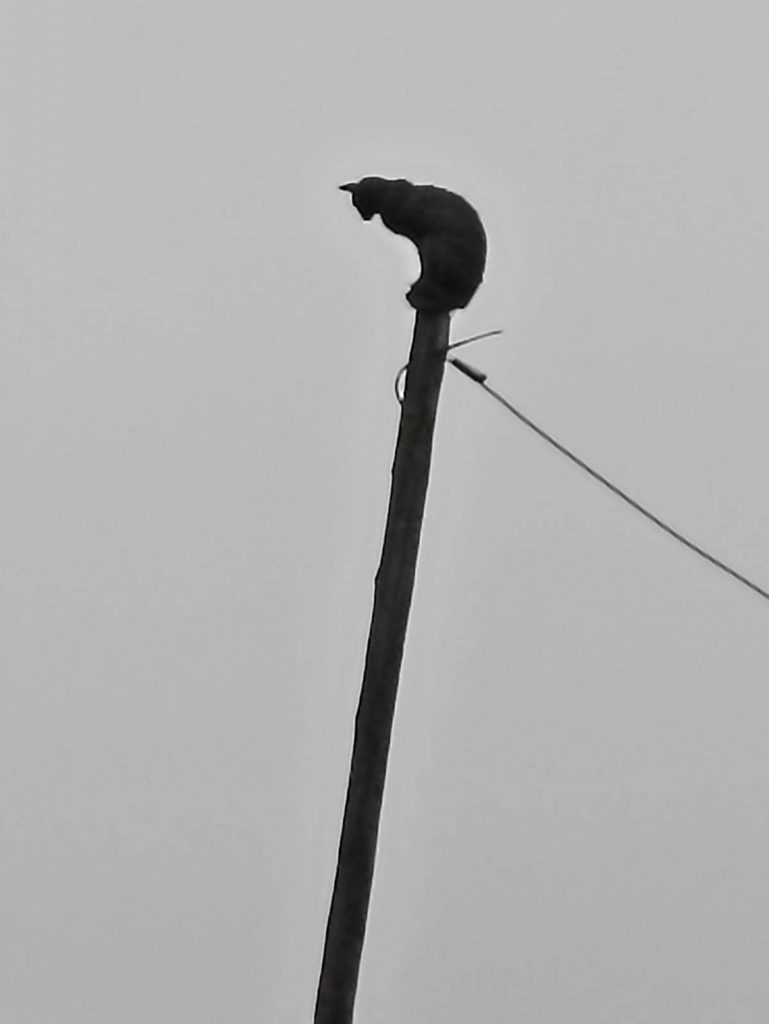 Vecinos piden auxilio por gatito atrapado en un poste en Miraflores