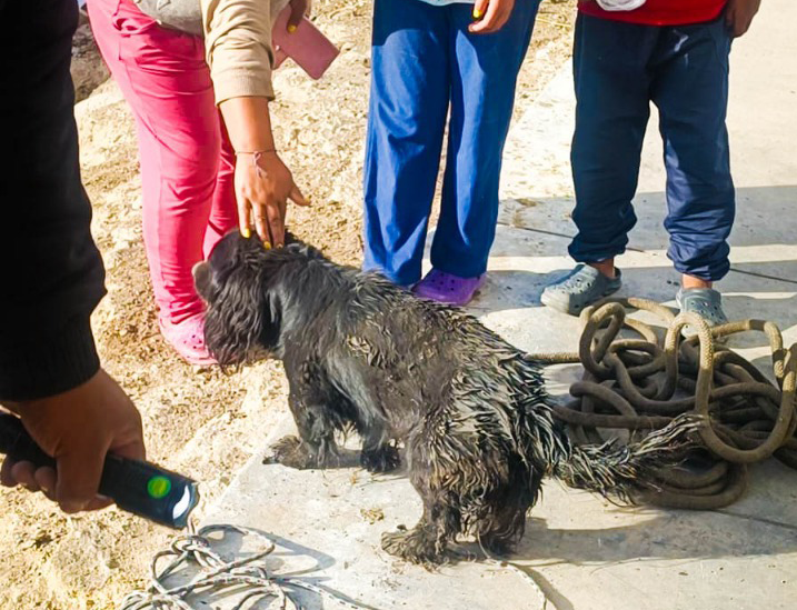 Serenos de Cayma rescatan a perrito que se cayó a un desagüe
