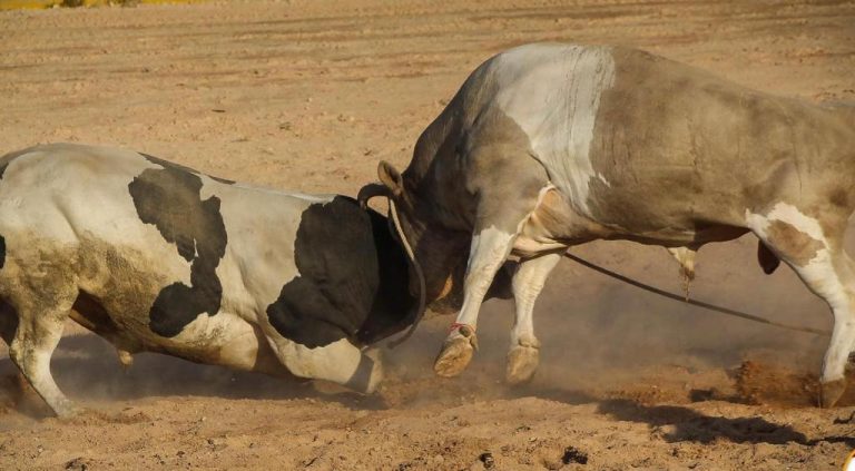 Suspenden pelea de toros en Tiabaya debido a la coyuntura actual