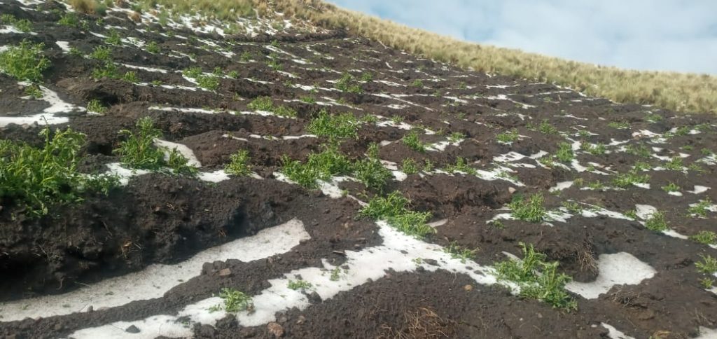 Puno: Granizada daña 10 hectáreas de cultivos y tormenta eléctrica causó la muerte de 4 alpacas