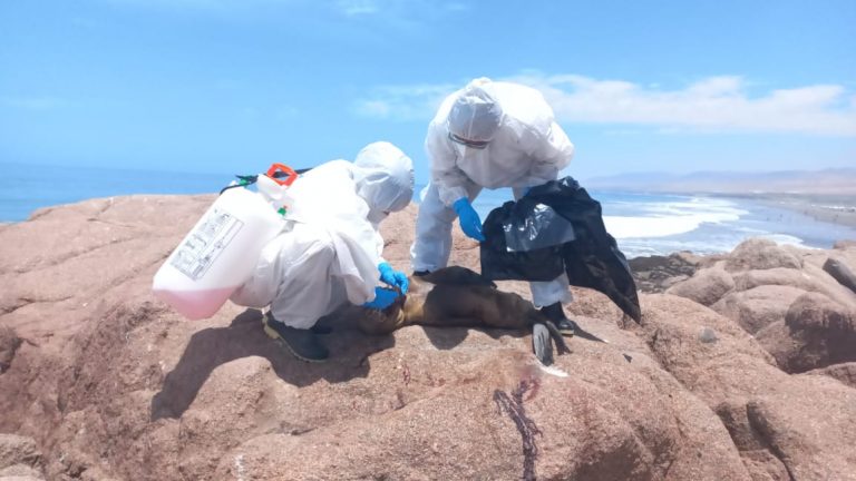 Arequipa: Detectan gripe aviar en lobos marinos