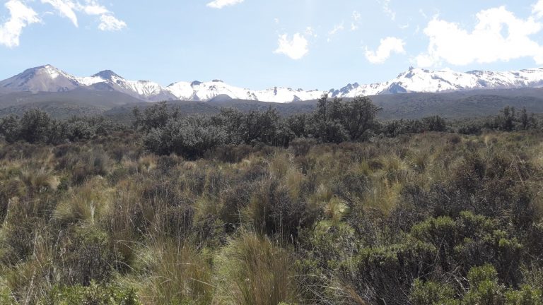 Reforestarán bosque de queñua al pie del volcán Picchu Picchu