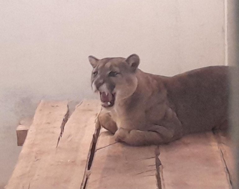 Tacna: Puma rescatado podría volver a su hábitat muy pronto