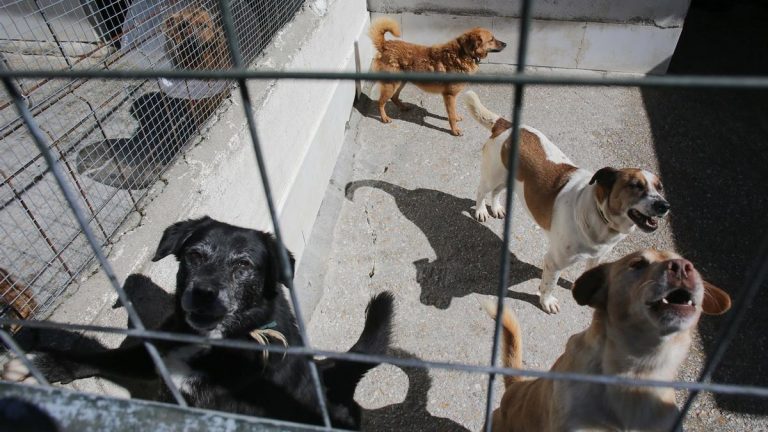 Condena de hasta cinco años de cárcel para asesinos de animales domésticos