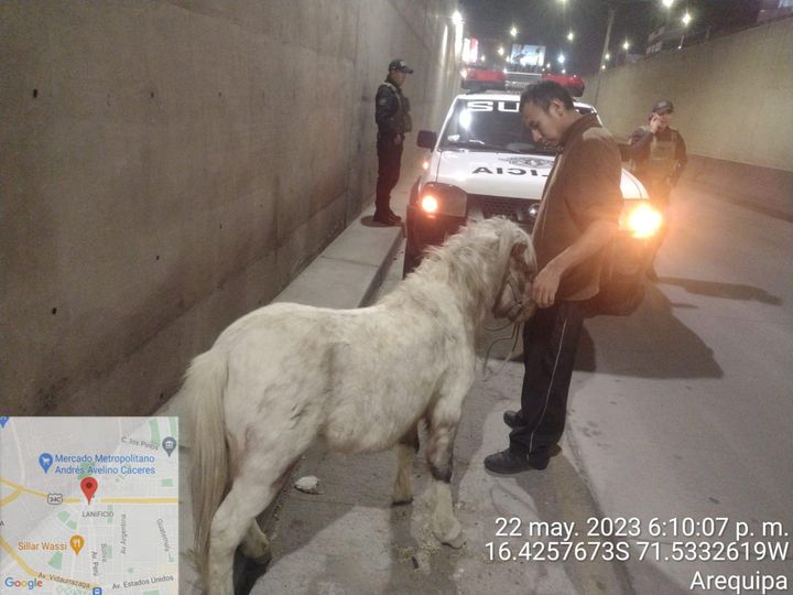 JLBYR: Encuentran un pony desorientado por la plataforma Andrés Avelino Cáceres