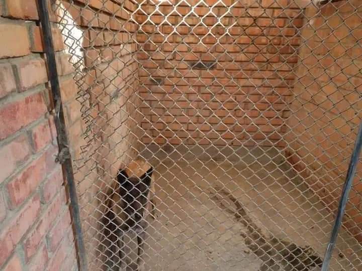 Sujeto es condenado a dos años y siete meses de cárcel por maltrato animal