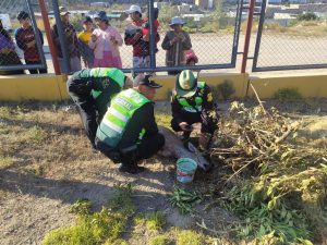 Policías rescatan a venado herido en Cerro Colorado