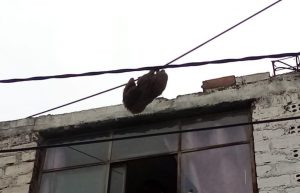 Buscan a oso perezoso que fue visto colgando de los cables de alumbrado público en Alto Selva Alegre.