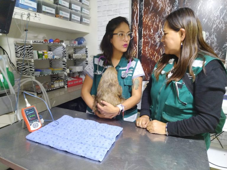 Arequipa: Oso perezoso encontrado en un descampado presenta mejorías en su salud