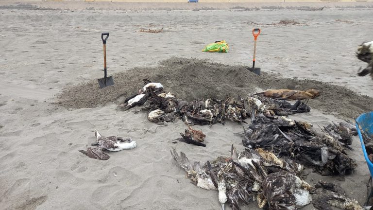 Gripe aviar continúa afectando el litoral arequipeño