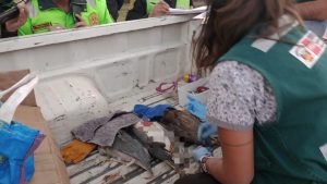 JLByR: Detienen a sujeto que disparó y mató a tres garzas