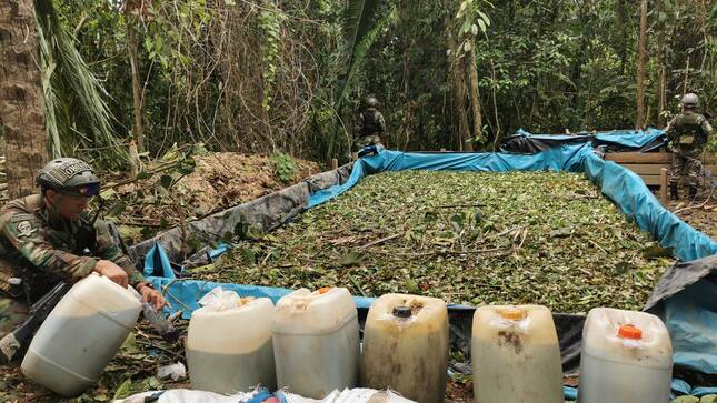 En lo que va del año se destruyeron más de 4 000 hectáreas de cultivos ilegales de coca