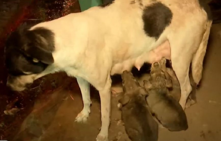 Bomberos rescatan a perrita y sus siete cachorros tras incendio en fábrica de plásticos en Lima