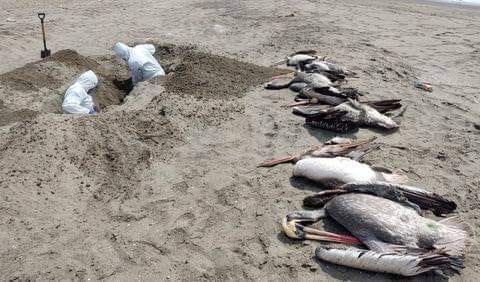 Camaná: Miles de aves muertas por gripe aviar