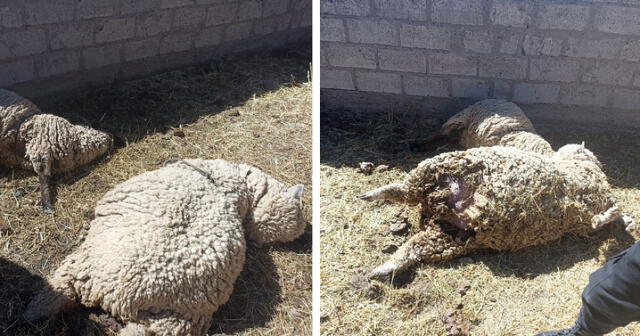 Puno: Madre de familia denuncia que sus familiares envenenaron a sus ovejas