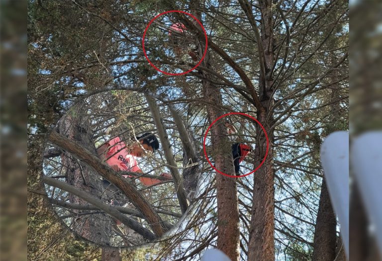 Jóvenes arriesgan su vida para salvar a una gatita atrapada en un árbol